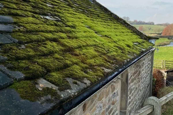 Toiture couverte de mousse et lichens avant intervention
